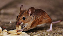 24 Hour & Emergency Exterminators in Bank Of America, CA
